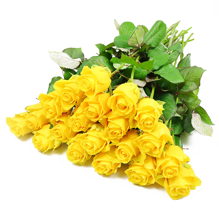 YELLOW ROSES