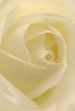This captivating, close-up view draws you deep into the creamy heart of a white rose, as though you're sheltering among its soft, whisper-light petals on a quiet Tottenham Hale morning. The spiraling layers invite contemplation-each petal veiled with hints of silken matte, their edges luminescent, echoing the early sun that dances through local parks like Down Lane and Ferry Lane. Subtle shadows nestle within the folds, imparting quiet drama and a profound sense of peace. The rose's understated elegance and perfect composition speak volumes, offering solace and reassurance-like a gentle hand on the shoulder during times of remembrance, or the unspoken warmth of a heartfelt admiration. As a Tottenham Hale florist, I see in this bloom the perfect expression of reverence or a fresh start, crafted with genuine care and insight. The delicate, sweet aroma lingers in the air, infusing the setting with a sense of comfort and artistry unique to our North London community. Every angle of this rose, prepared with patience and skill, elevates it beyond a mere flower-creating a lasting emotional impression for any cherished occasion in Tottenham Hale.